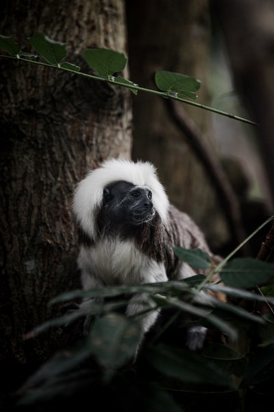 The branches of black and white monkey
